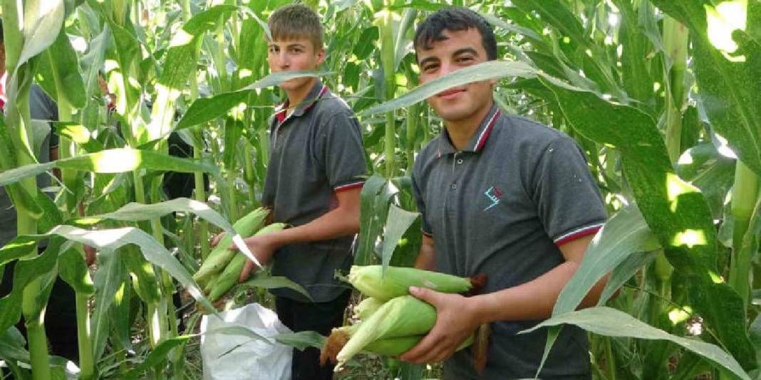 Öğrenciler yetiştirdi, yine onlar hasat edecek! 110 dekarda bereketli ürün: 700 tona yakın hasat bekleniyor 3